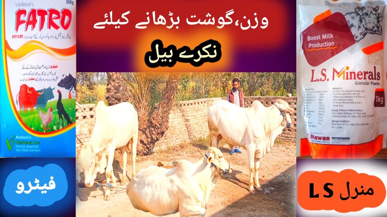 Nukray Bull,, L.S.Minerals /FATRO\