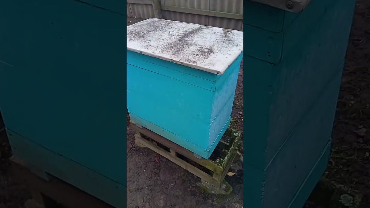 Зимівля бджіл. грудень 25 р.