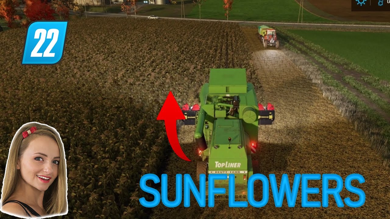 FS Zielonka #7 - HARVEST SUNFLOWERS