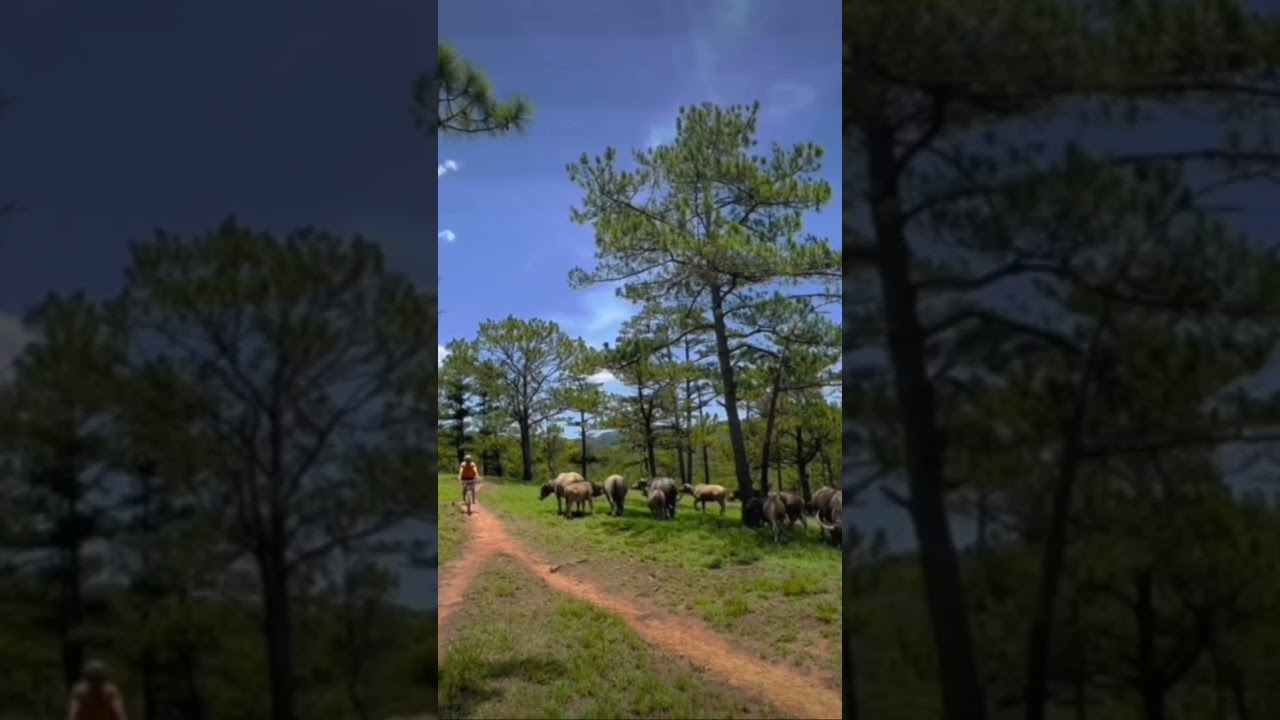 Dalat MTB thru pine forest single track