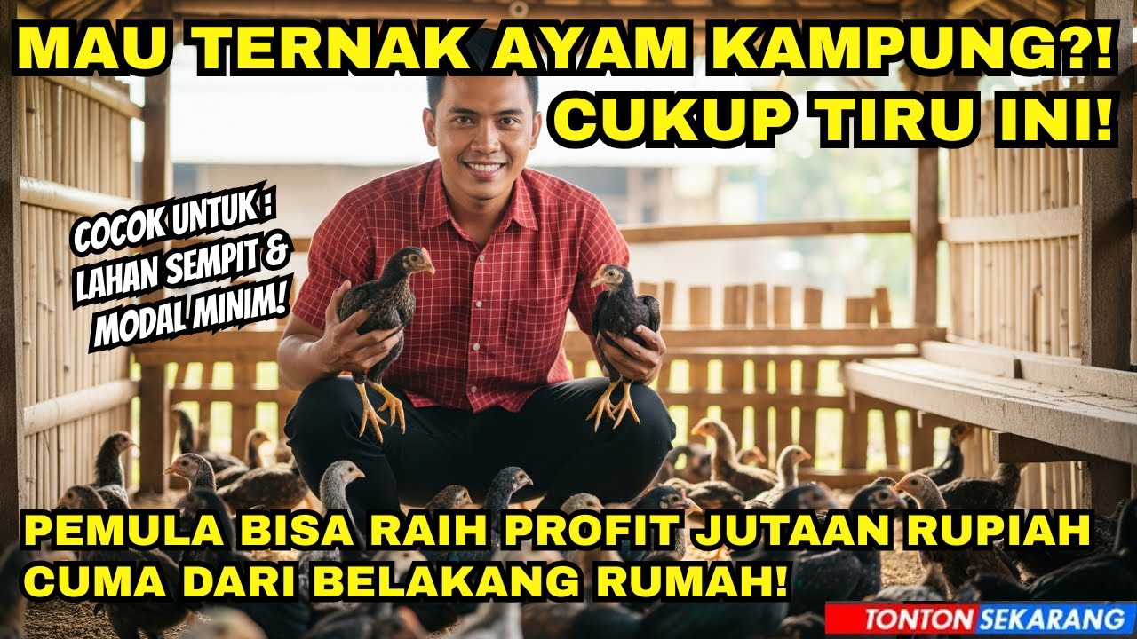 Cara Budidaya Ayam Kampung untuk Pemula! Dari 10 Ekor Untung Jutaan per Minggu CUMA di Lahan Sempit