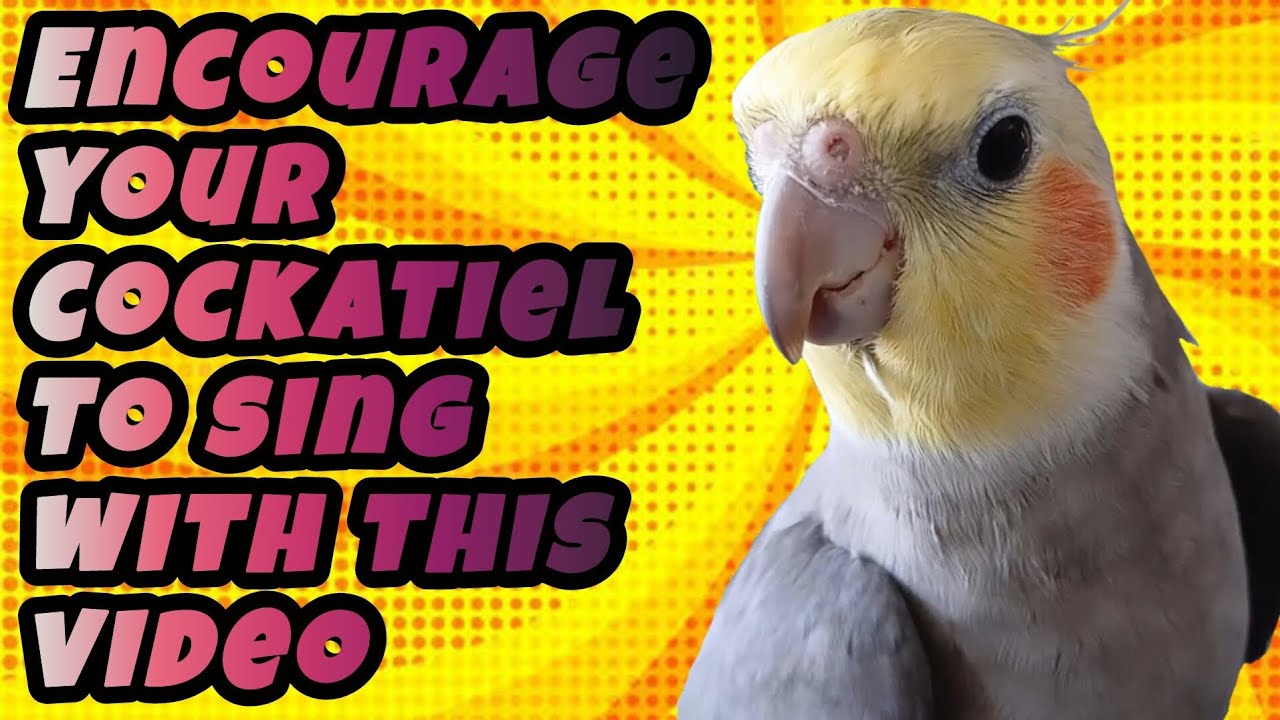 COCKATIEL SINGING - Encourage your cockatiel to sing with this video [Cockatiel Whistles]