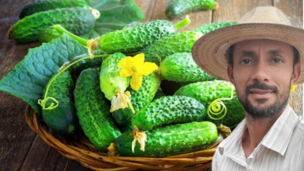 Como cultivar pepino /Aprenda a plantar pepino/Não plante pepino antes de ver este video.