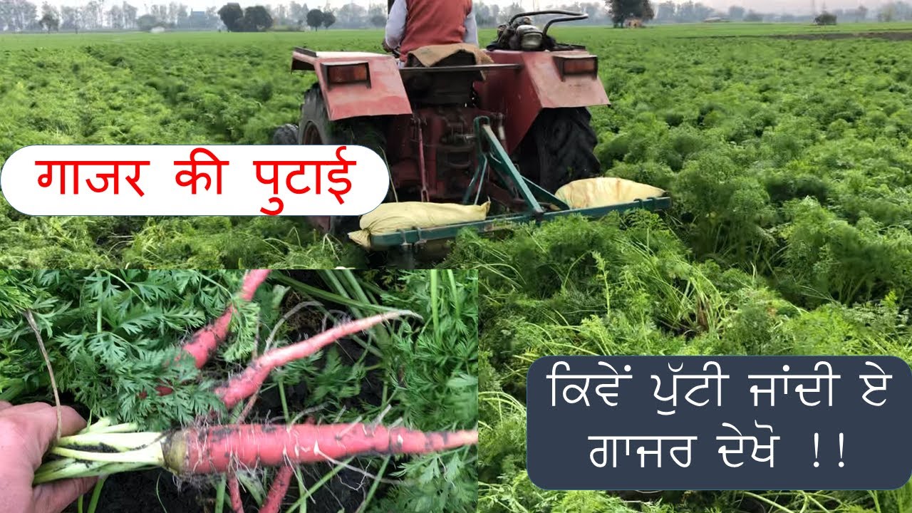 Carrot Harvesting machine with tractor