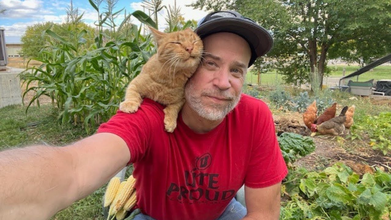 Второй урожай кукурузы и картофеля на ферме: Видеоблог № 419