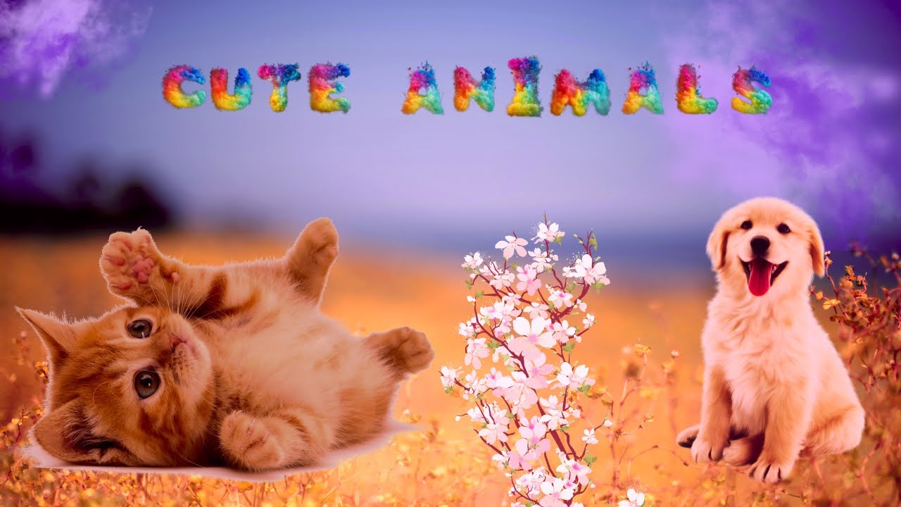 Super cute fluffy animals