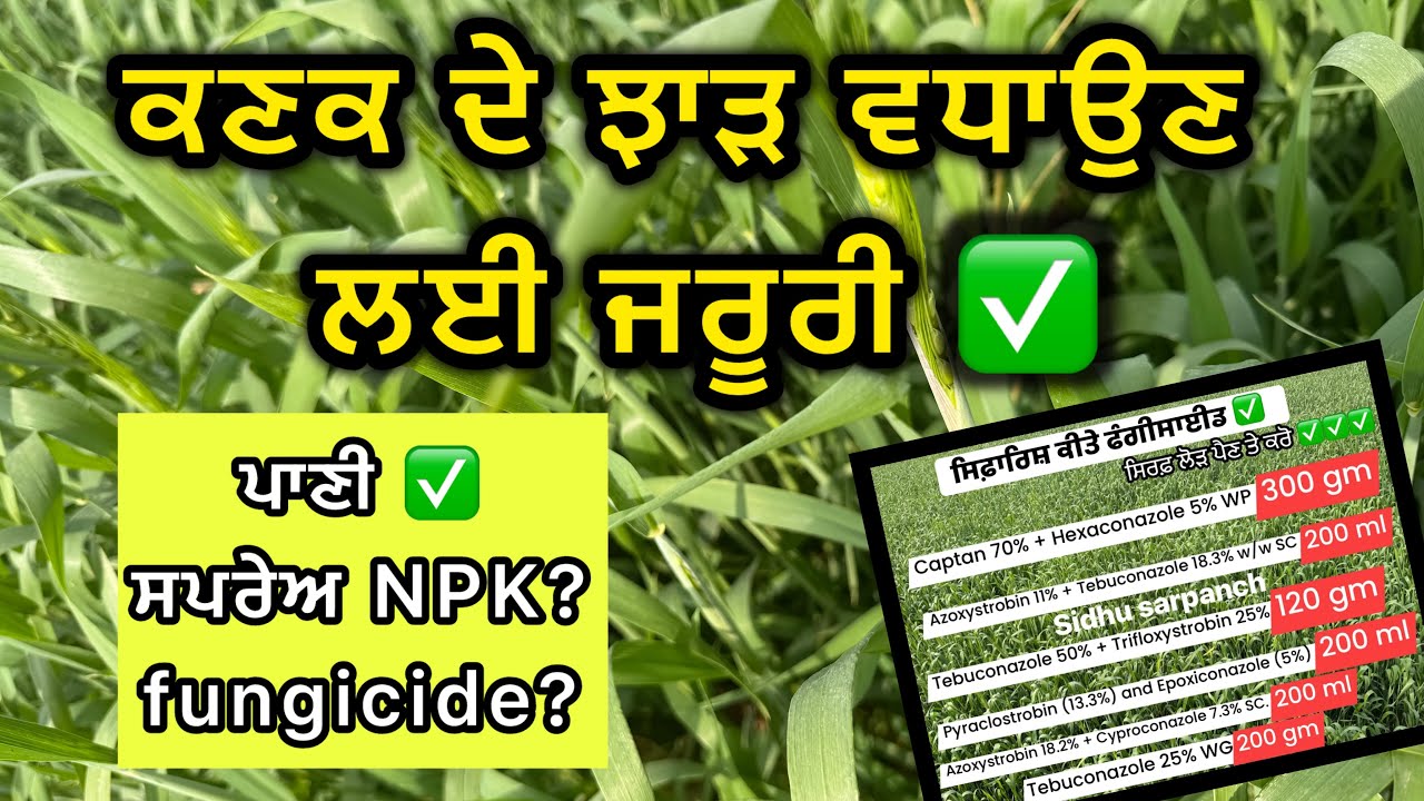 ਕਣਕ ਦਾ ਝਾੜ ਵਧਾਉਣਾ ਤਾਂ ਪਾਣੀ ਸਪਰੇਅ ਦਾ ਧਿਆਨ ਰੱਖਣਾ ਜਰੂਰੀ ✅ #wheat #wheatfarming #npk #water #spray 