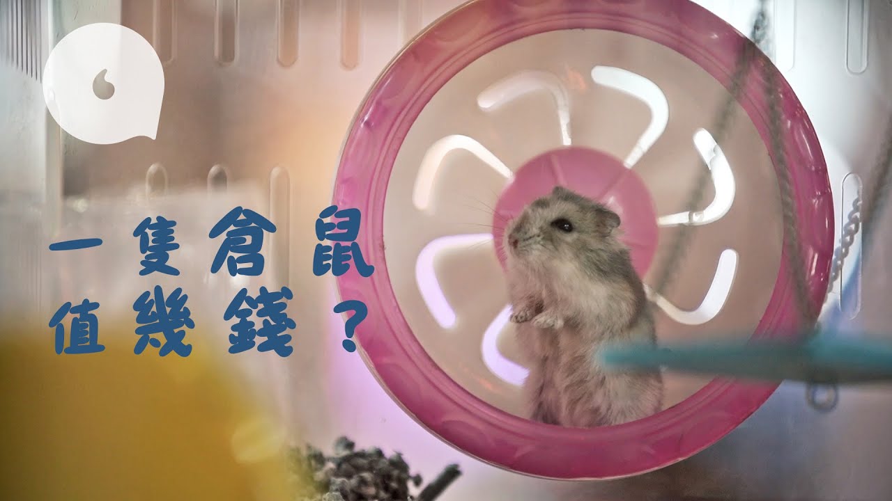 【隨便棄養】一隻倉鼠值幾錢？ 寵物店主：「冇知識冇誠意唔好亂養。」(果籽)