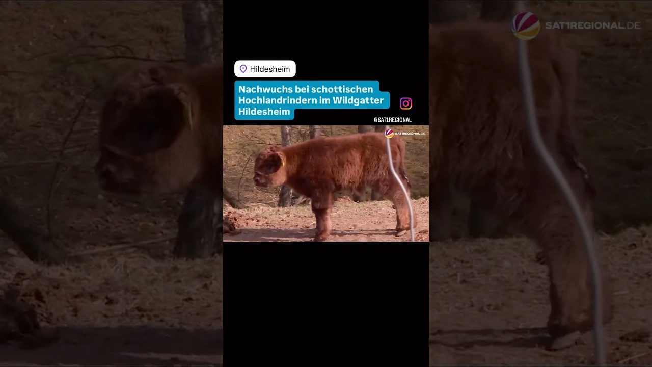 Nachwuchs bei schottischen Hochlandrindern im Wildgatter Hildesheim