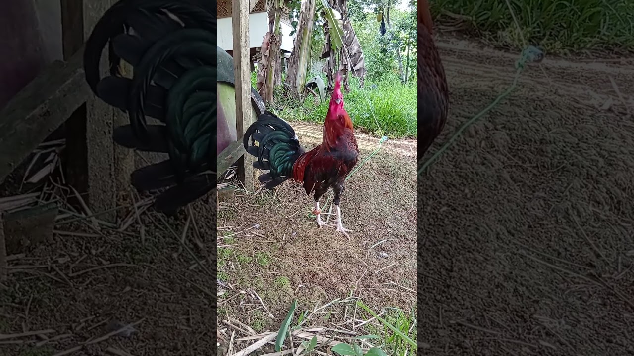 sweater hatch kelso winning line 6 months old #games #rooster #gamefowl #sabongero #shorts #trend