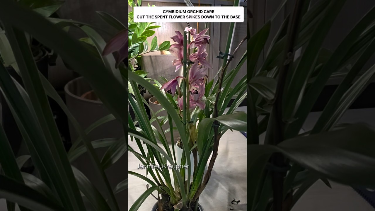 Cymbidium Care Cut the spent  Flower Spikes down to the base 