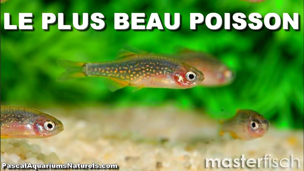 Présentation poisson : Rasbora Galaxy - Bijou aquatique de MasterFisch - Pascal Aquariums Naturels