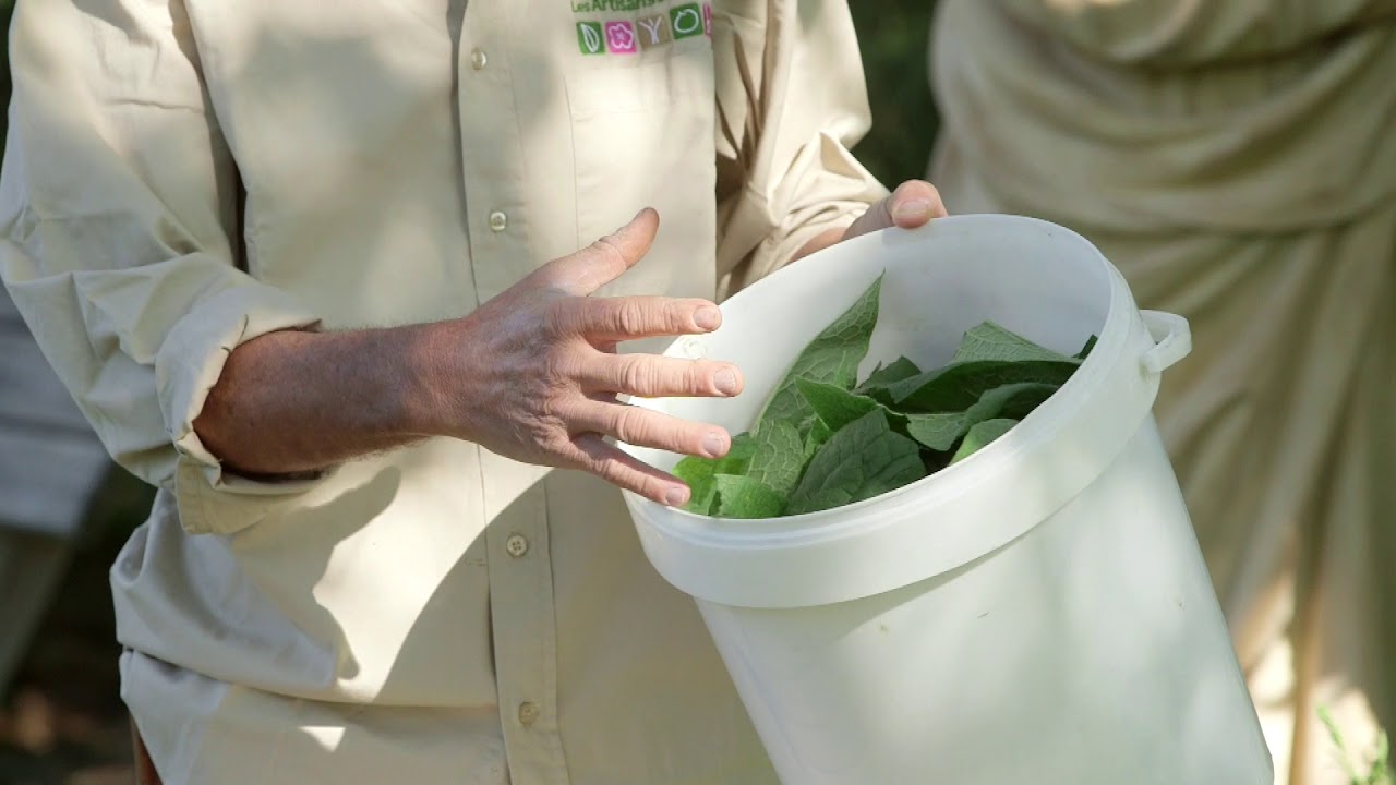 Comment fabriquer un purin de consoude pour fertiliser naturellement son jardin 🌿