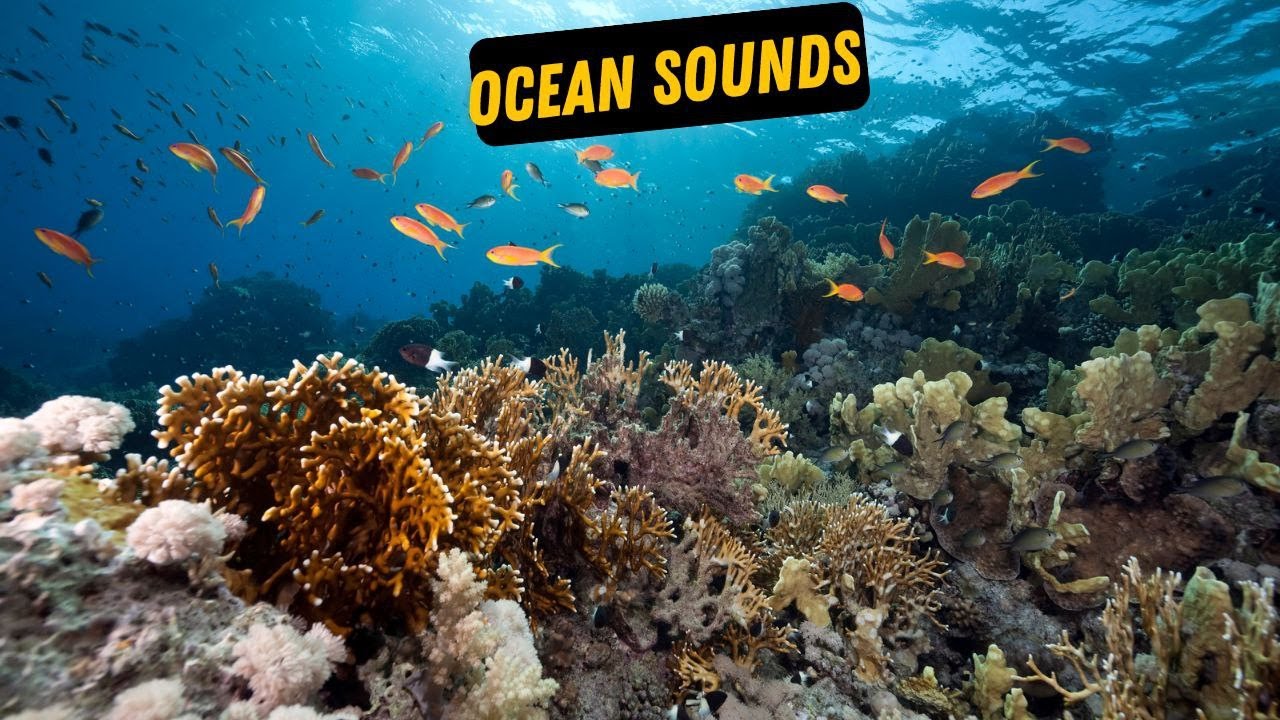 One Hour of Amazing Ocean Moments -- Awesome Nature Footage