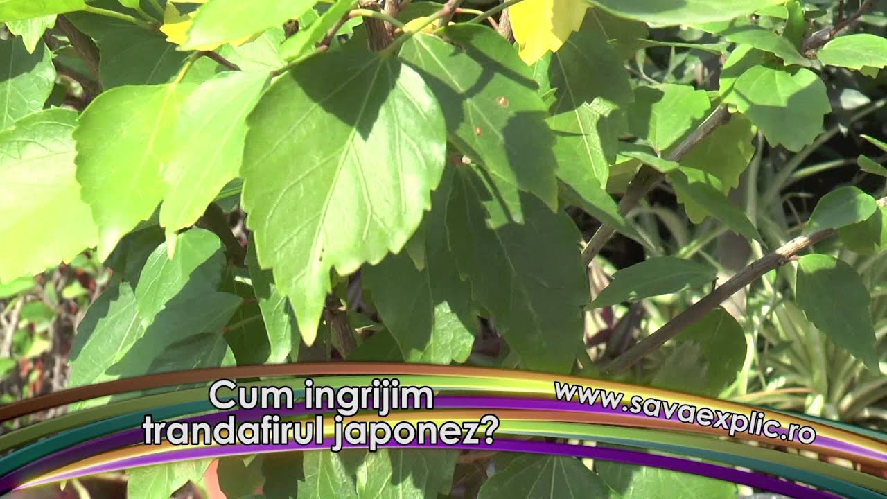 Cum îngrijim trandafirul japonez?