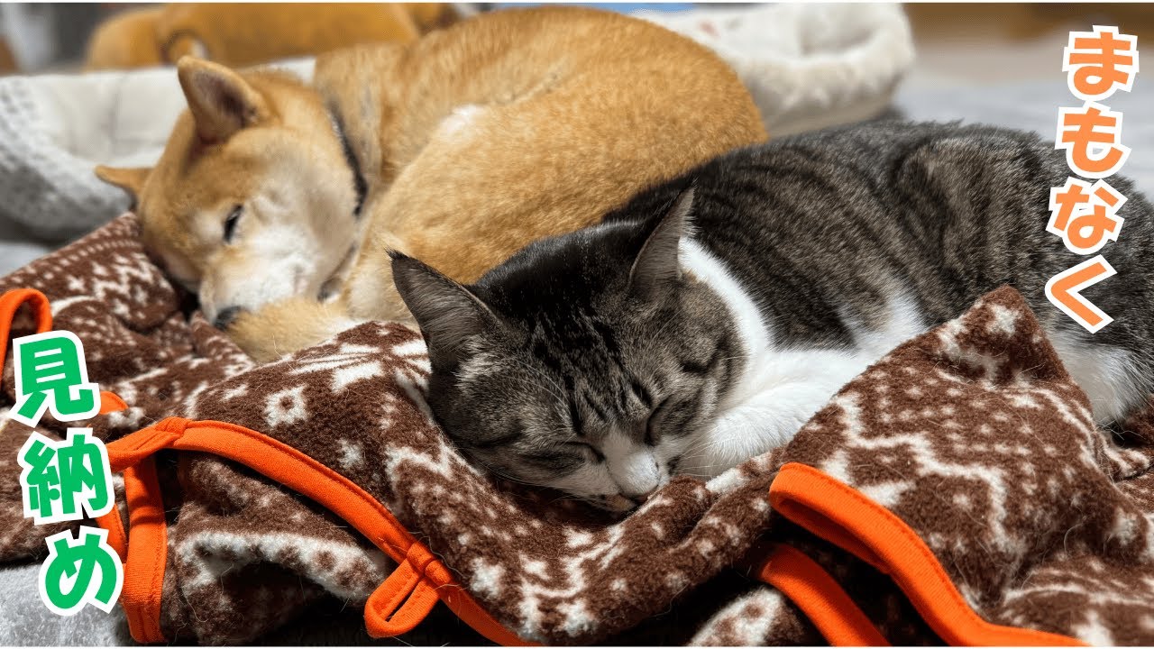 柴犬と元野良猫、コタツを出す前のかわいい添い寝をご覧ください