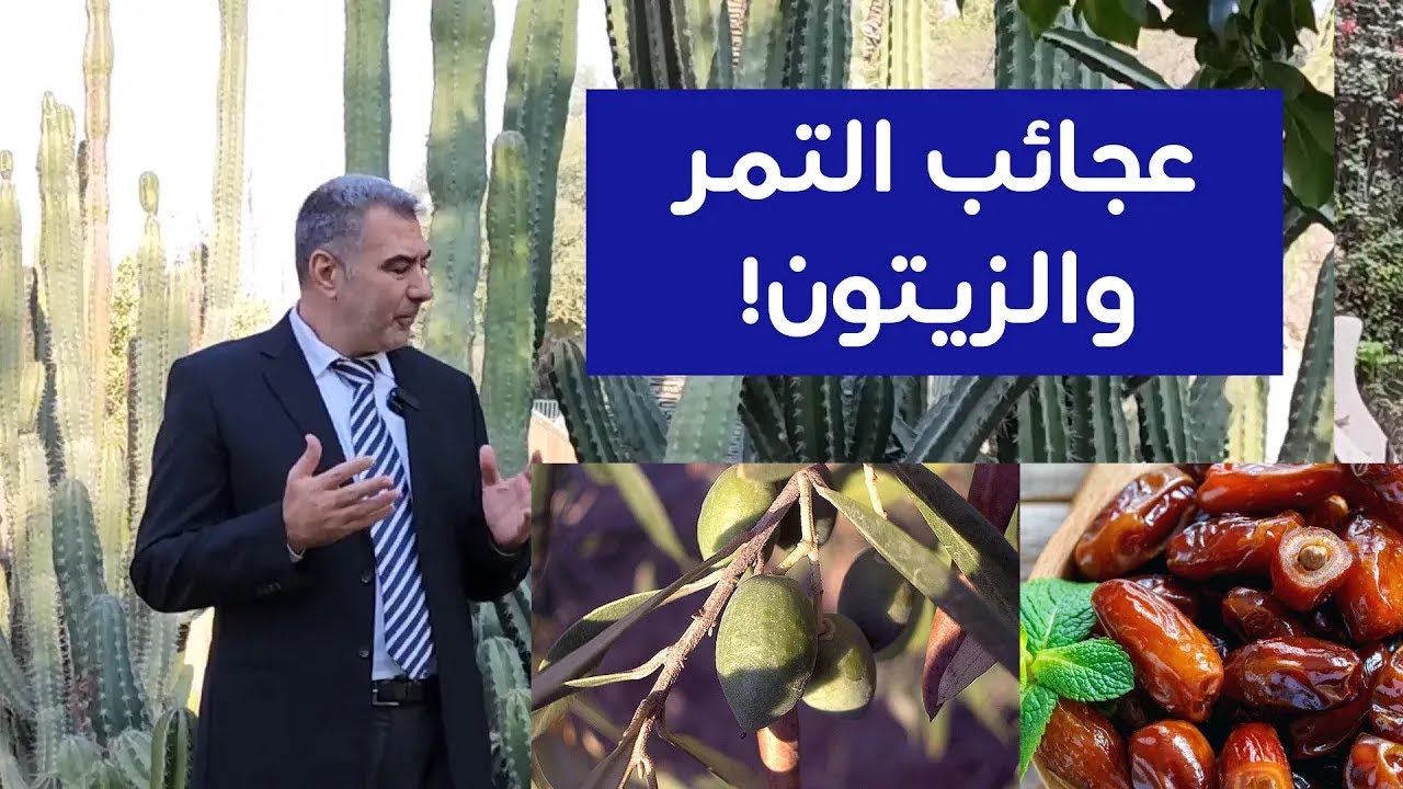 التمر والزيتون من عجائب خلق الله... ماذا تعرف عن العلاج بهما؟