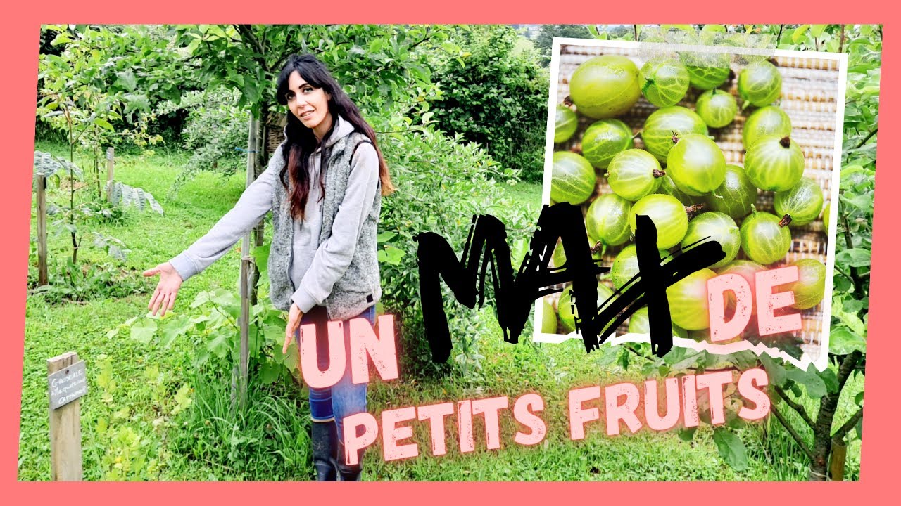 🟡 Tout Savoir sur : LE GROSEILLIER A MAQUEREAUX !! [Forêt Comestible]