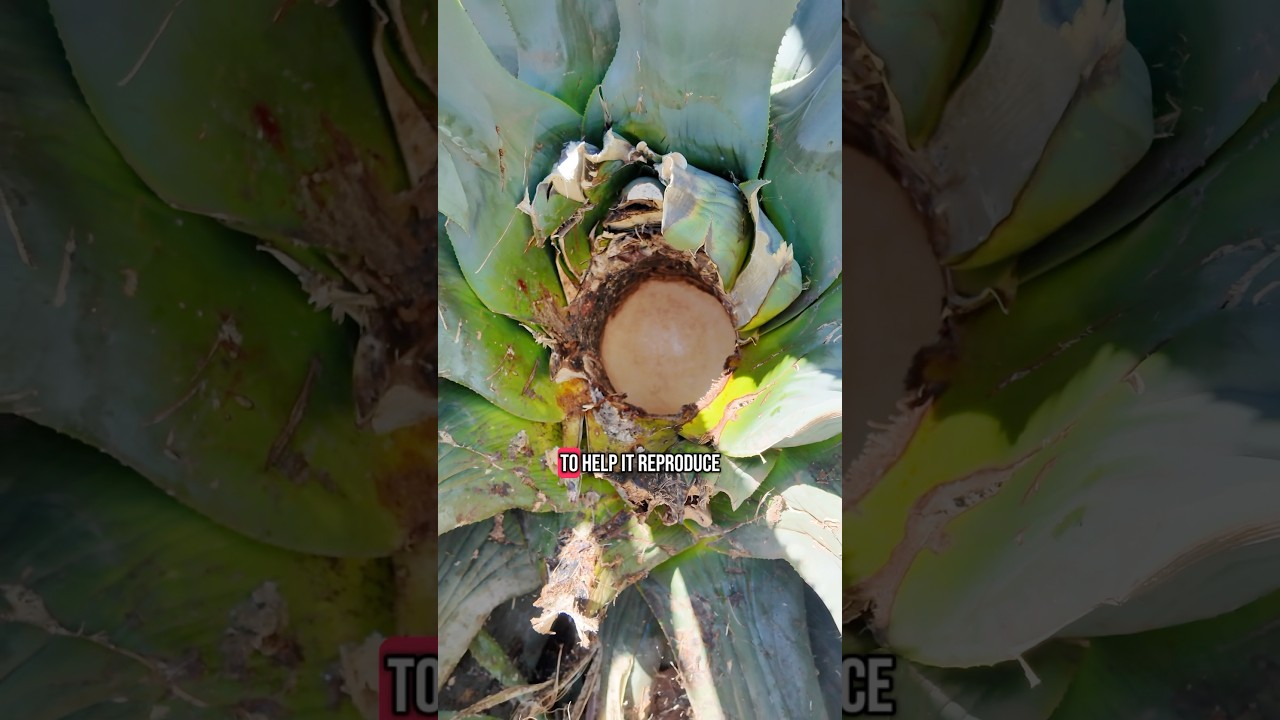 Have you tried aguamiel? #agave #agaves #aguamiel #fyp