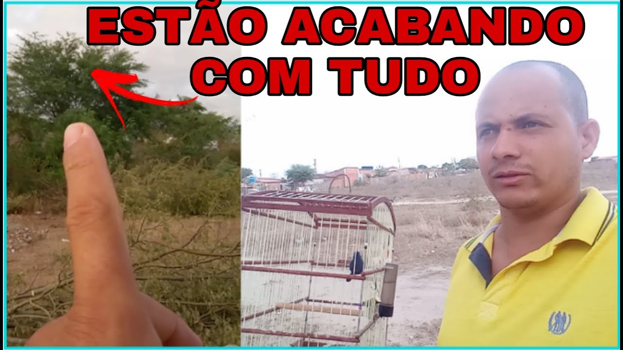 Puxada top com AZULÃO FRIO começando foguear / será que cantou?