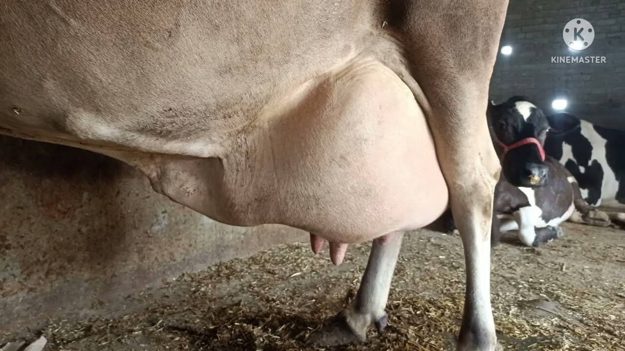 Udder edema in dairy cows      गाय के लेवे में सुजन के कारण एवं निवारण