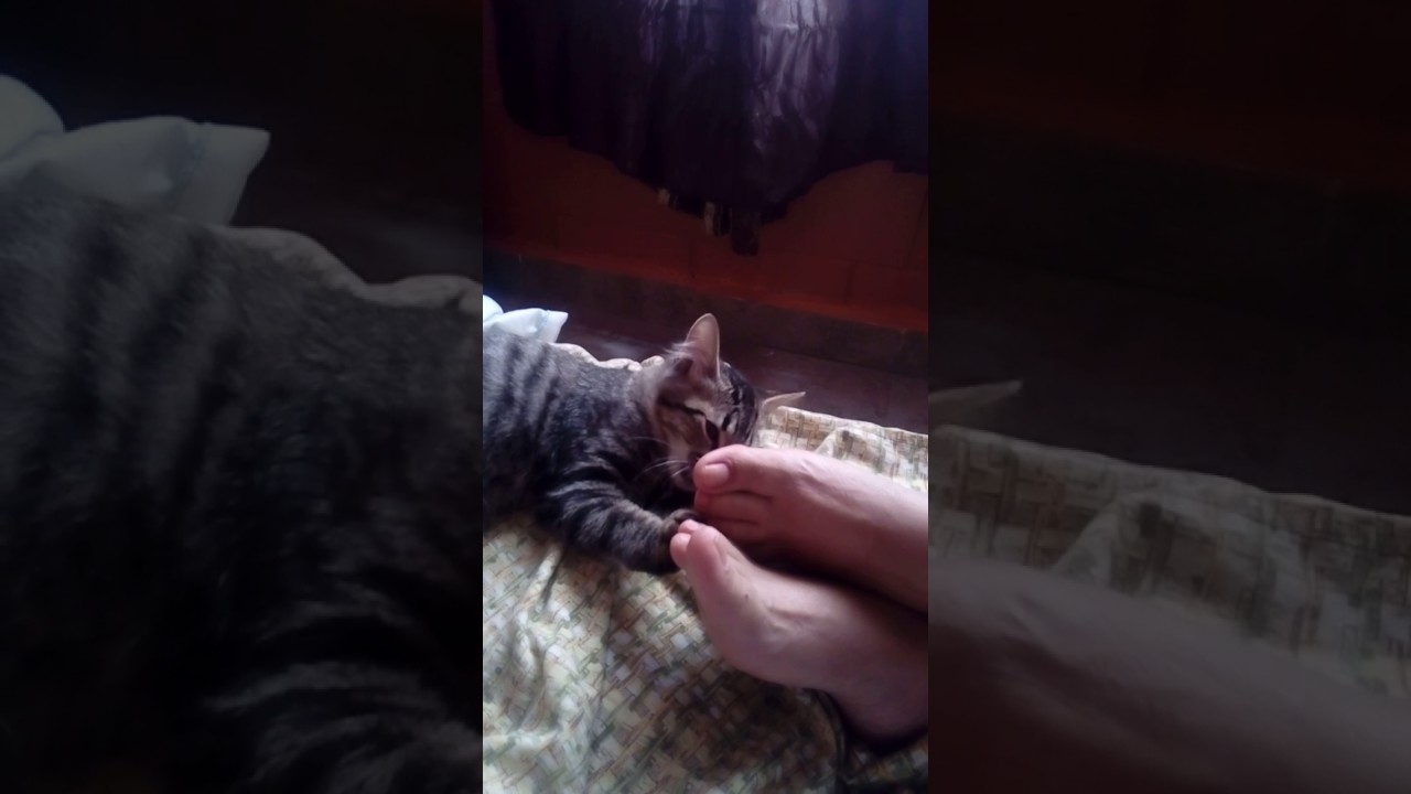 GATITO LAME PIES