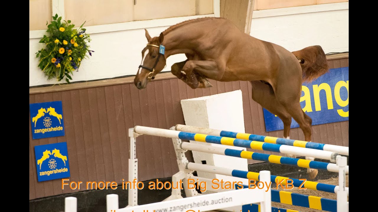 Big Stars Boy (2017) Big Star x Asca x Flamenco de Semilly Day 2 Zangersheide Stallion Approval 2020
