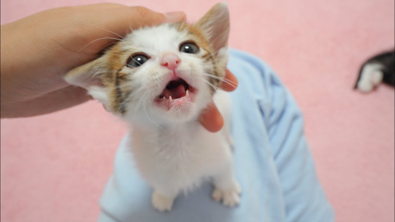Two Kittens Act Lovingly to Get Human's Love
