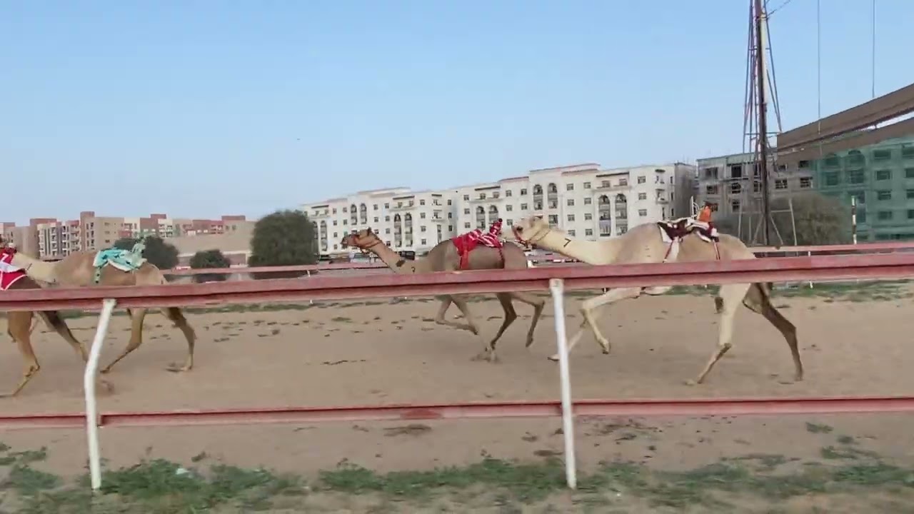 الشوط  6.  / 8-2-2026