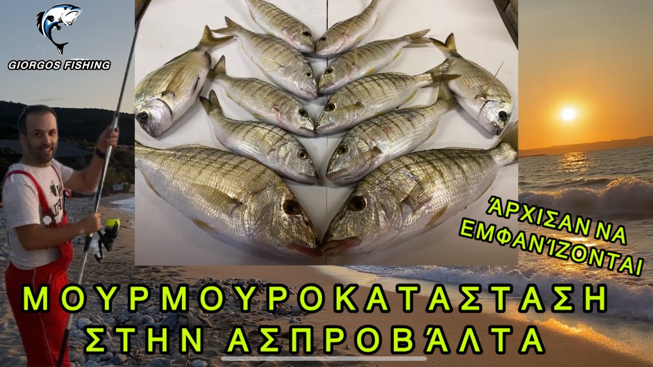 Ψάρεμα μουρμούρας τον Σεπτέμβριο με Τριχιά και Μαύρο στην ΑΣΠΡΟΒΑΛΤΑ