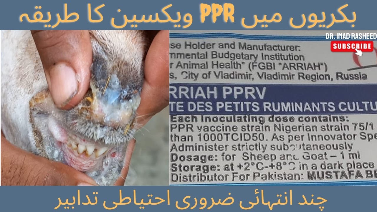 Bakri ma PPR ki vaccine ka sahi tarika I PPR vaccine method | Vaccination method for ppr in goats