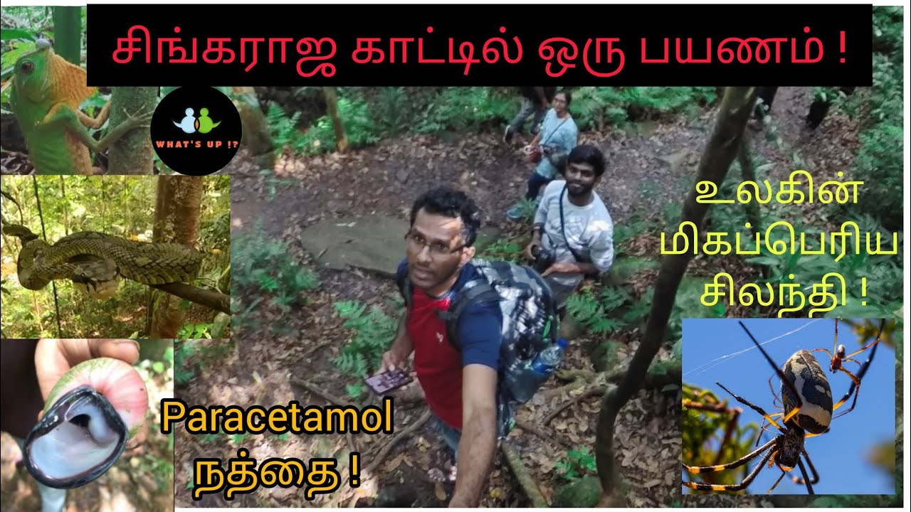 SINHARAJA RAINFOREST Sri Lanka | சிங்கராஜ மழைக்காடு