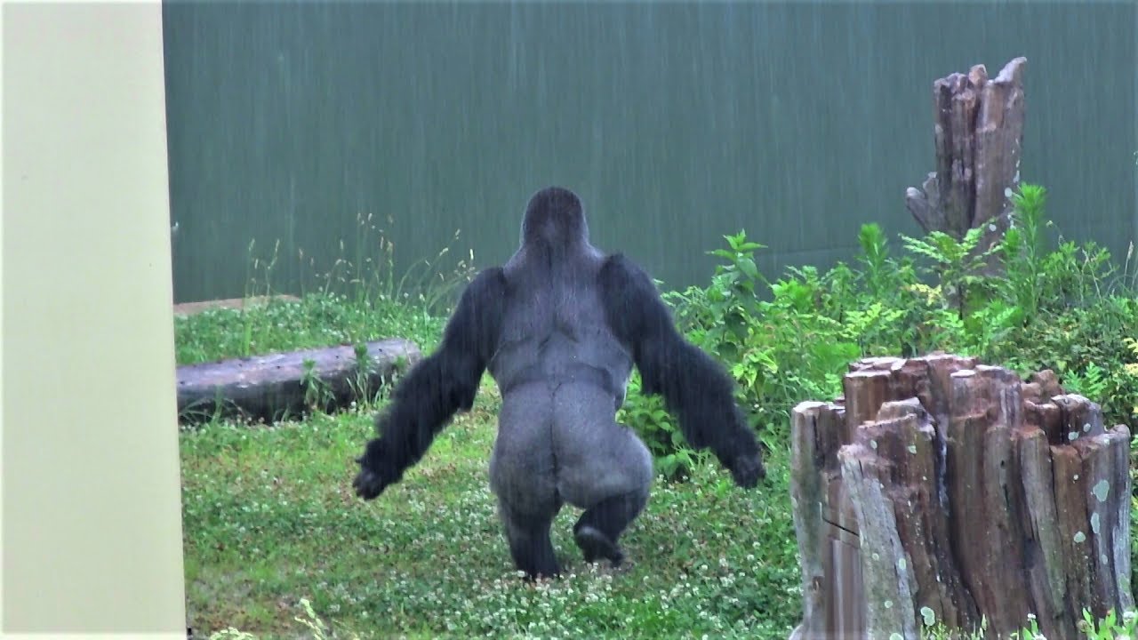 雨の日はシャワータイムのシャバーニ 2 Shower time on rainy days  Shabani gorilla