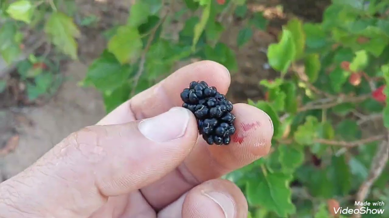Amanhecer  na roça  e mostrando  nossa  plataforma e colheita de amora 