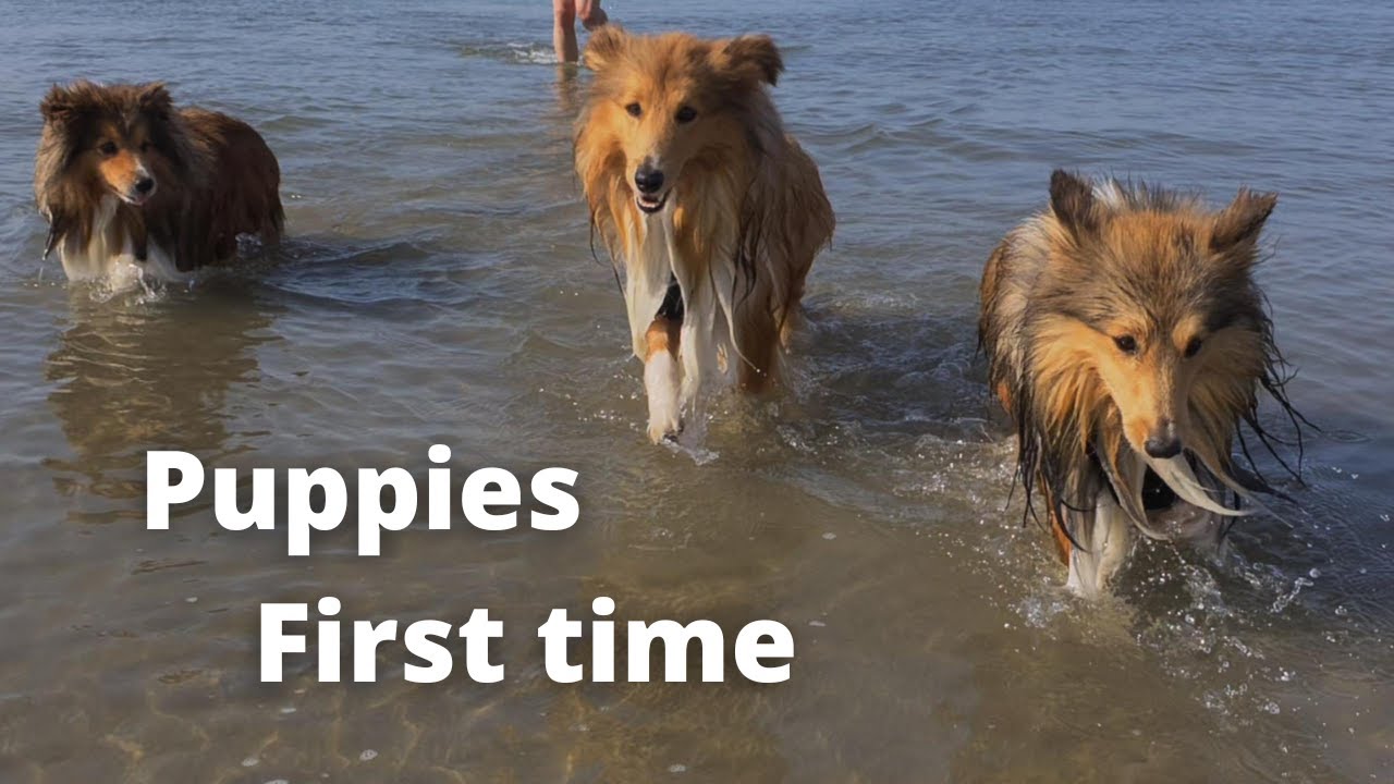 Shetland Sheepdog Puppies on the Beach
