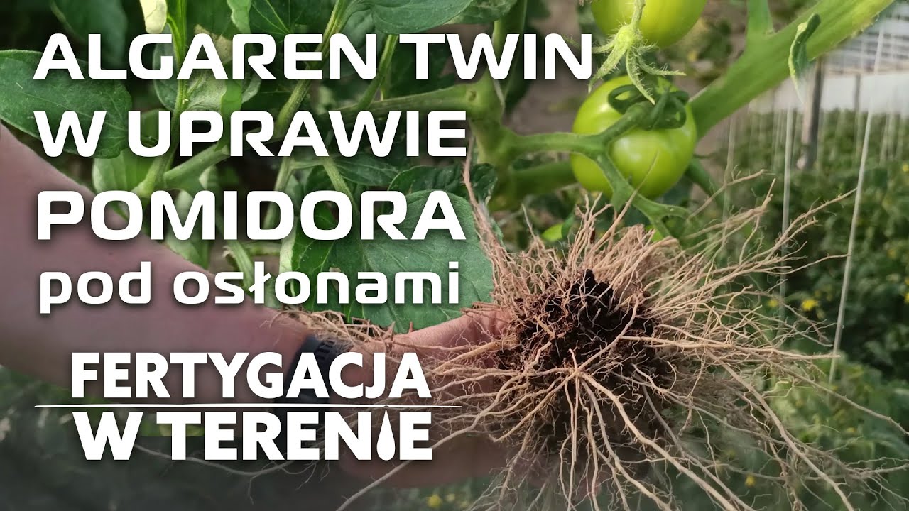 Algaren Twin w uprawie pomidora pod osłonami - Fertygacja w terenie