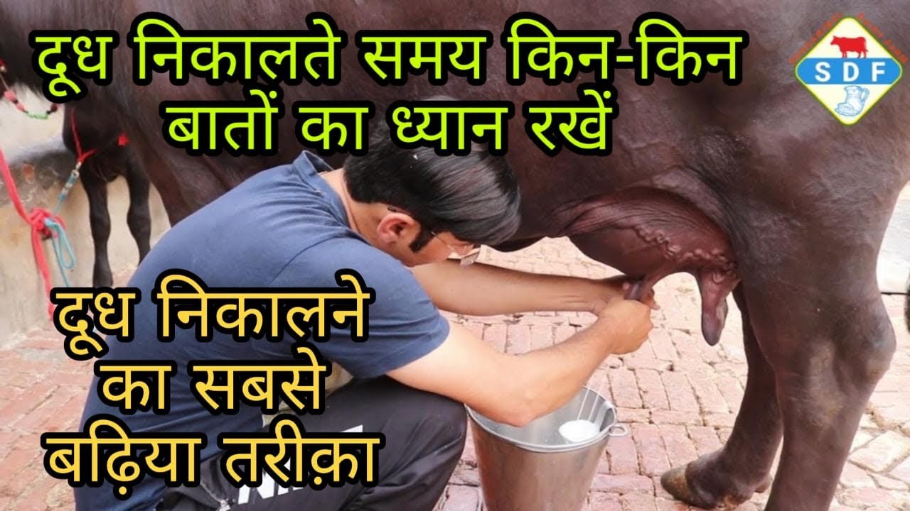 How to Milk Buffalo by Hand. दूध निकालने का सबसे बढ़िया तरीक़ा
