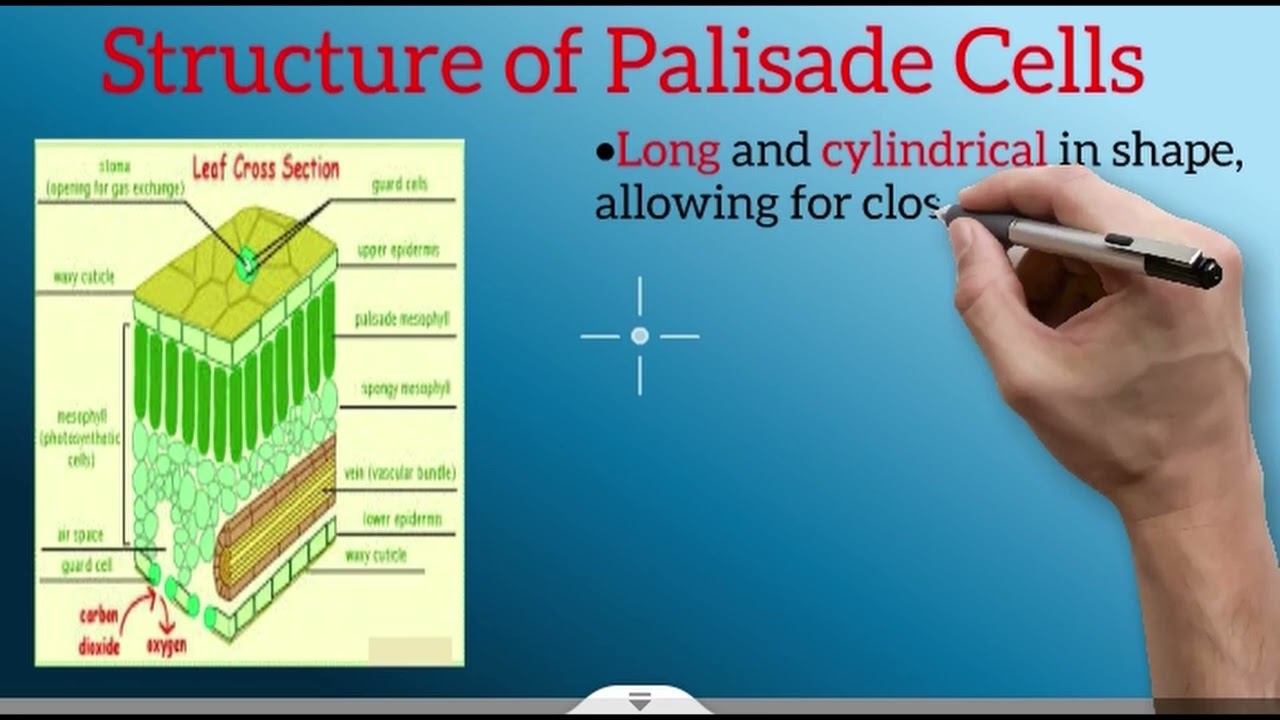 Chapter 1 F3 lesson 3 palisade cells