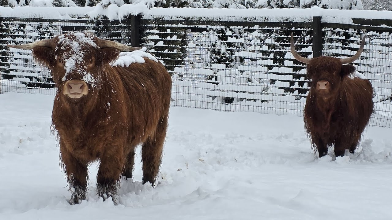 Snowfall on the Farm ❄️ 