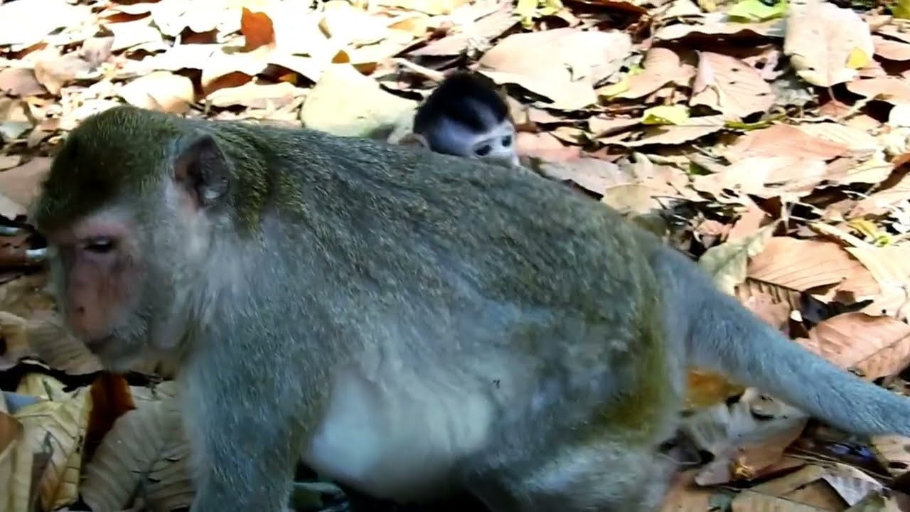 Mother monkey Jazzy tries to trainng baby Jiva how to find natural food today.