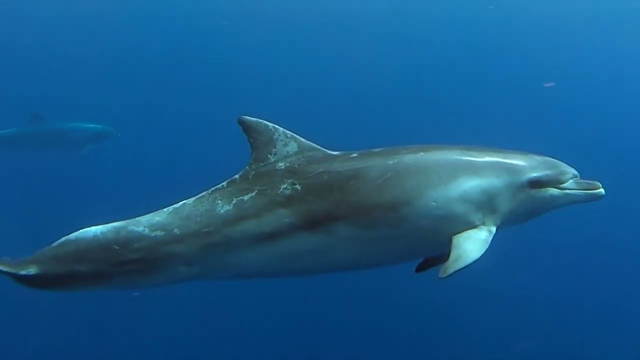 Diving in El Hierro August 2023