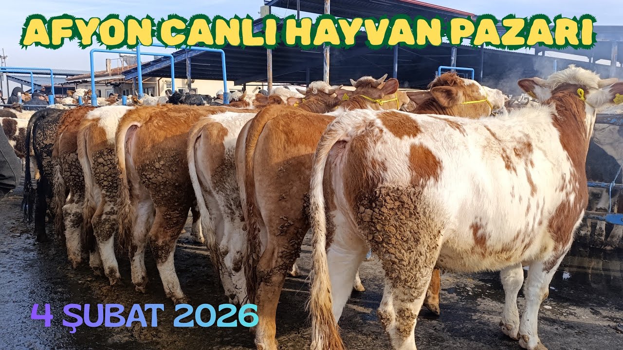 AFYON CANLI HAYVAN PAZARI 4 ŞUBAT 2026