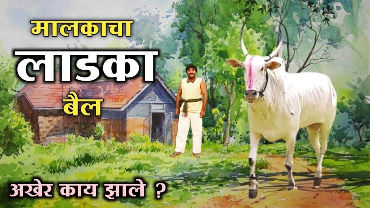 मालकाचा लाडका बैल | शहेनशहा #khilaribailjodi  #bailgadi  #khilar