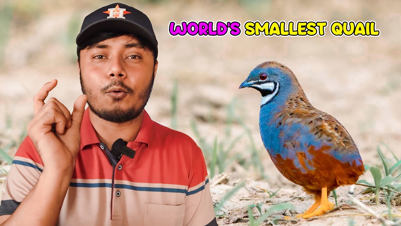 King Quails বিশ্বের সবচাইতে ছোট কোয়েল প্রজাতি