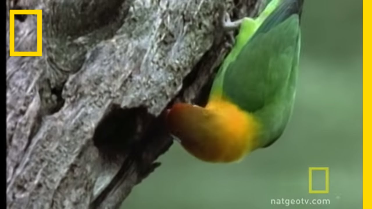 Влюблённые птицы | National Geographic