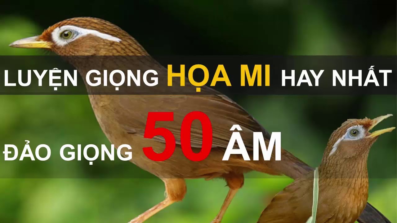 35 phút mỗi ngày luyện giọng Họa Mi hót hay nhất
