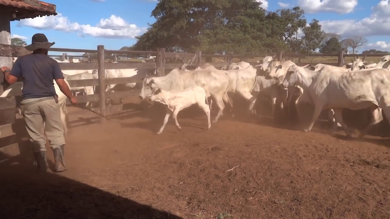 VACA BRAVA ENVISTE AL VAQUERO