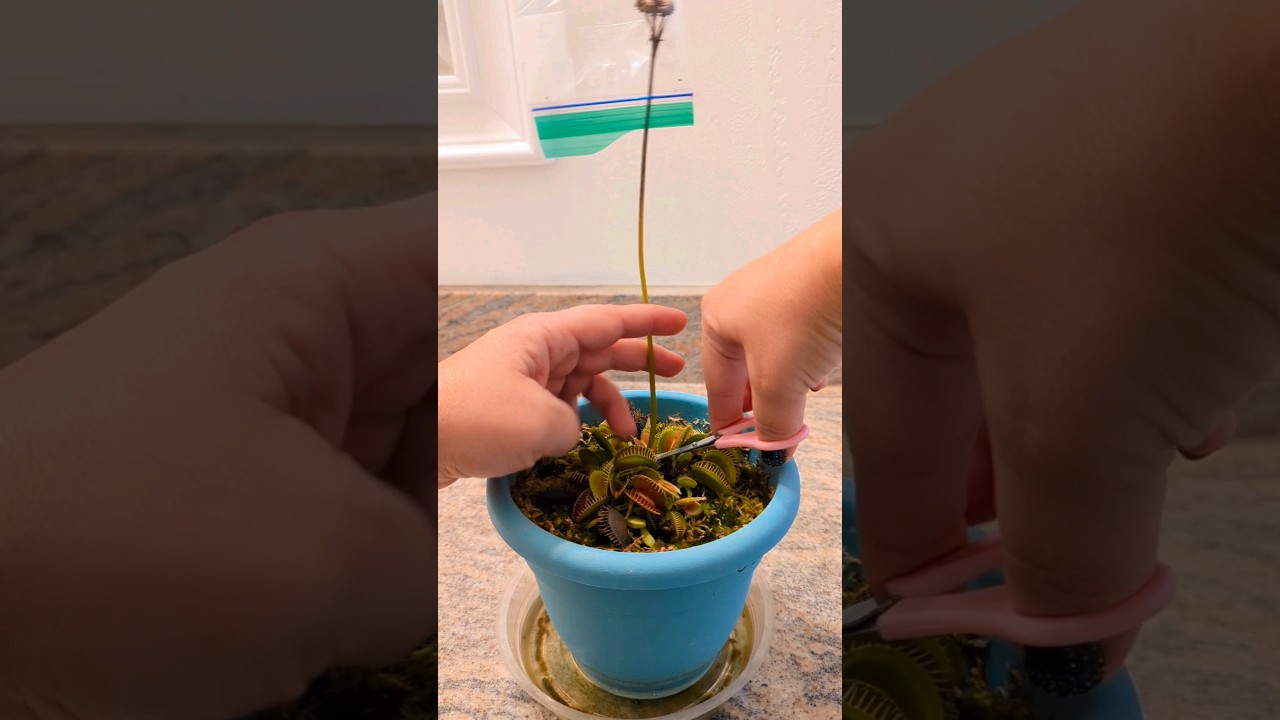 Harvesting Venus Flytrap Seeds #venusflytrap #carnivorousplant