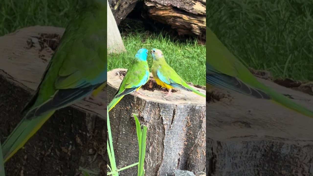 Scarlet-Chested Parrot Pair Bonding | Male Feeds Female