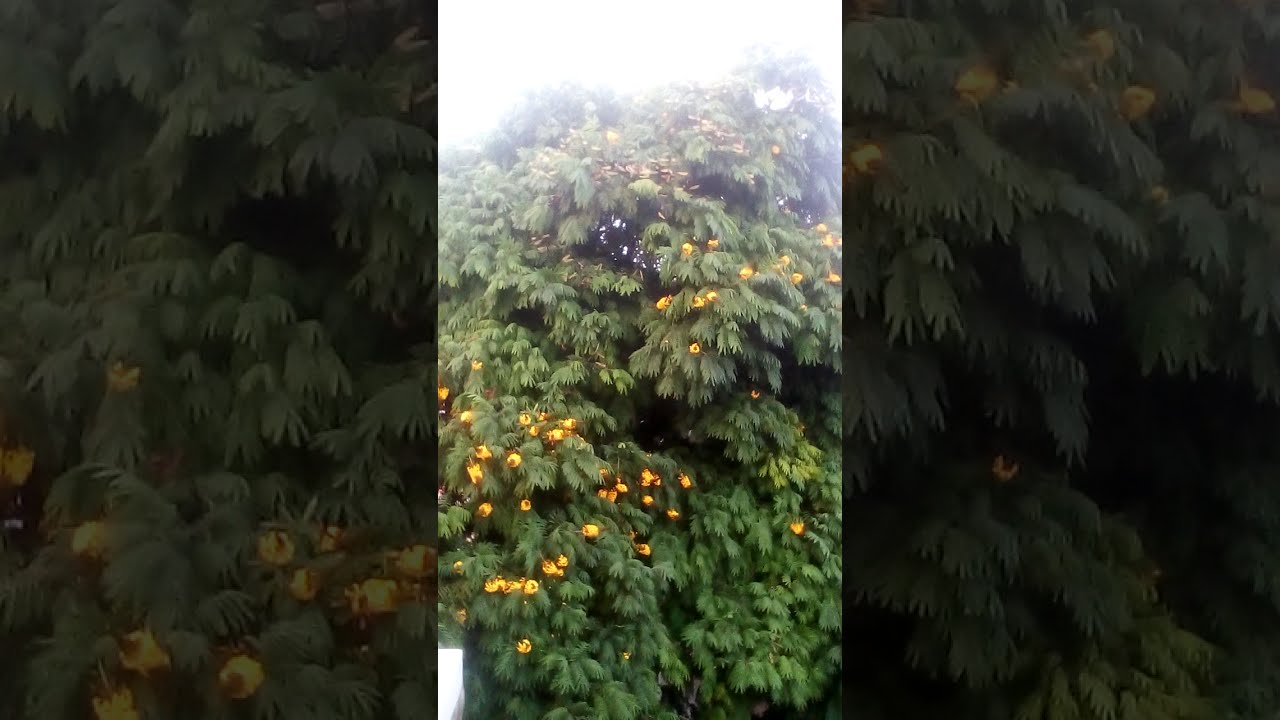 celuloco 105
